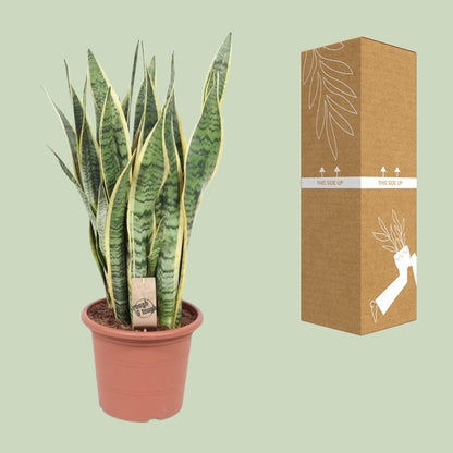 Kamerplant - Sansevieria Trifasciata Laurentii - Pot Ø 25cm Hoogte ↕ 85cm