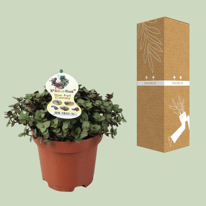 Kamerplant - Callisia Repens - Pot Ø 12cm Hoogte ↕ 17cm