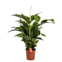 XL kamerplant - Spathiphyllum 'Sweet Lauretta' - Pot Ø 24cm Hoogte ↕ 100cm
