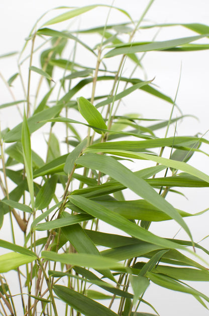 Buitenplant - Fargesia robusta 'Pingwu' - Pot Ø 14cm Hoogte ↕ 40cm