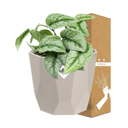 Kamerplant - Scindapsus Pictus 'Trebie' - Hangplant - Pot Ø 14cm
