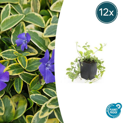 Buitenplant 12x Vinca minor 'Aureovariegata' - Bodembedekker - Pot Ø 9cm Hoogte ↕ 10-25cm