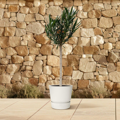 XL Buitenplant - Nerium Oleander op stam met witte bloem - Bloeiend - Pot Ø 30cm Hoogte ↕ 170cm