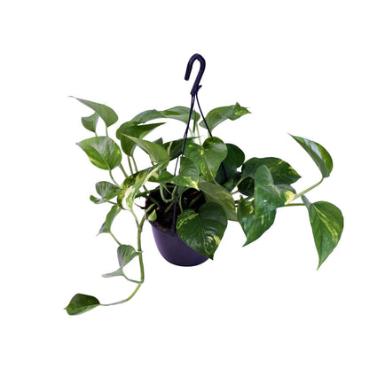 Kamerplant - Epipremnum Aureum - Pot Ø 15cm Hoogte ↕ 30cm