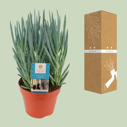 Kamerplant - Curio Blues - Pot Ø 15cm Hoogte ↕ 30cm