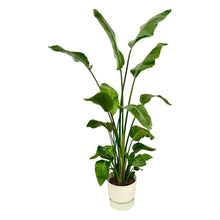 XL kamerplant - Strelitzia Nicolai - Pot Ø 30cm Hoogte ↕ 170cm