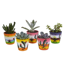 Kamerplant 5x Vetplanten mix - in Mexicaanse pot - Pot Ø 5.5cm
