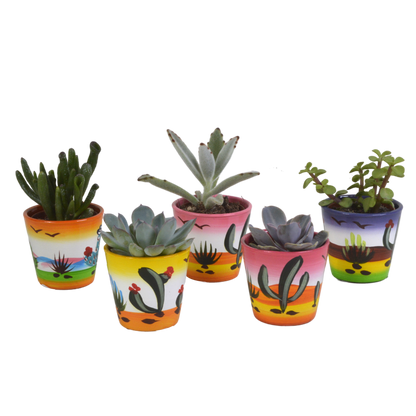 Kamerplant 5x Vetplanten mix - in Mexicaanse pot - Pot Ø 5.5cm