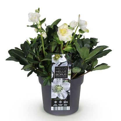 Buitenplant - Helleborus 'Christmas Carol' - Bloeiend - Pot Ø 17cm Hoogte ↕ 35cm
