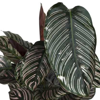 Kamerplant - Calathea Ornata - Pot Ø 19cm Hoogte ↕ 75cm