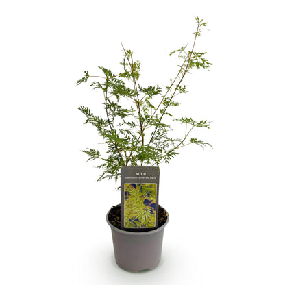 Buitenplant - Acer palmatum Emerald Lace - Pot Ø 12cm Hoogte ↕ 35cm