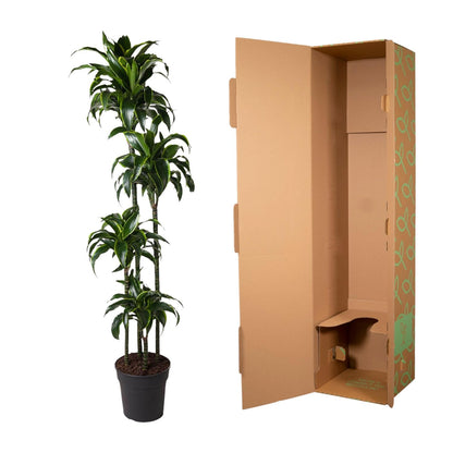 XL kamerplant - Dracaena Dorado - Pot Ø 27cm Hoogte ↕ 170cm