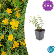 Buitenplant 48x Hypericum dummeri 'Peter Dummer' - Bloeiend - Pot Ø 9cm Hoogte ↕ 10-25cm