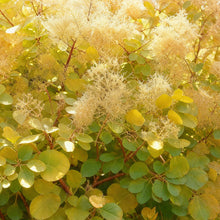Buitenplant 3x Cotinus coggygria 'Golden Spirit' - Pot Ø 12cm Hoogte ↕ 35cm