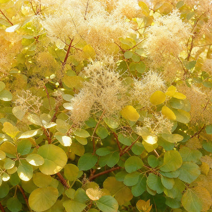 Buitenplant 3x Cotinus coggygria 'Golden Spirit' - Pot Ø 12cm Hoogte ↕ 35cm