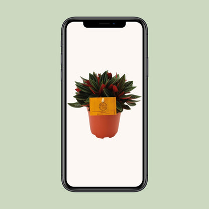 Kamerplant - Peperomia Caperata Rosso - Pot Ø 11cm Hoogte ↕ 15cm
