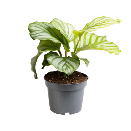 Kamerplant - Calathea Orbifolia - Pot Ø 12cm Hoogte ↕ 25cm