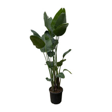 XL plant - Strelitzia Nicolai - Pot Ø 34-50cm Hoogte ↕ 250cm