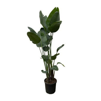 XL plant - Strelitzia Nicolai - Pot Ø 34-50cm Hoogte ↕ 250cm