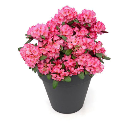 Buitenplant - Rhododendron 'Wine & Roses' - Bloeiend - Pot Ø 13cm Hoogte ↕ 20cm