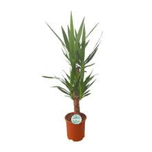 Kamerplant - Yucca - Pot Ø 21cm Hoogte ↕ 90cm