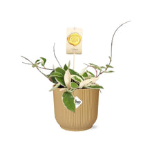 Kamerplant - Hoya Carnosa 'Krimson Queen' - Pot Ø 14cm Hoogte ↕ 15cm