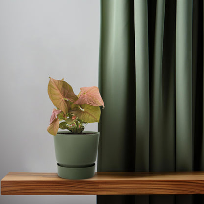 Kamerplant - Syngonium Neon - Pot Ø 12cm Hoogte ↕ 25cm