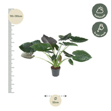Kamerplant - Alocasia Wentii - Pot Ø 32cm Hoogte ↕ 120cm