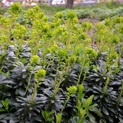 Buitenplant 12x Euphorbia amygdaloides robbiae - Pot Ø 9cm Hoogte ↕ 10-25cm