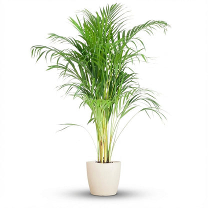 Kamerplant - Areca Palm (Dypsis) met sierpot wit - Pot Ø 21cm Hoogte ↕ 100cm