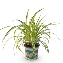 Green boutiQ - Kamerplant - Chlorophytum comosum Variegatum - Bonte Graslelie - Huisdiervriendelijke Plant - Groen - 1 Plant - Pot 12cm - Hoogte 20cm