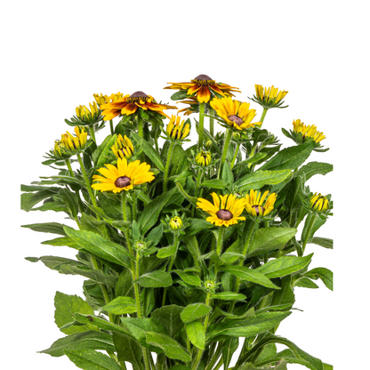 Buitenplant - Rudbeckia Summerina - Bloeiend - Pot Ø 19cm Hoogte ↕ 45-60cm