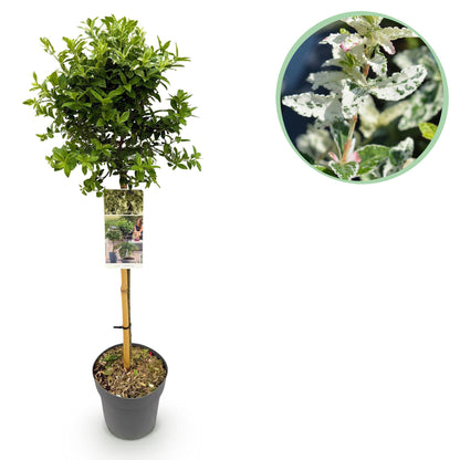 Buitenplant - Euonymus fortunei 'Harlequin' op stam - Winterhard - Pot Ø 19cm Hoogte ↕ 90cm