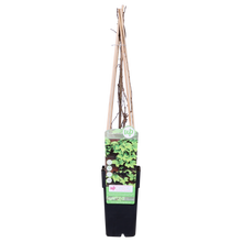 Buitenplant - Parthenocissus tricuspidata 'Fenway Park' - Klimplant - Pot Ø 15cm Hoogte ↕ 65cm