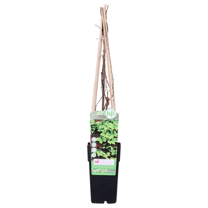 Buitenplant - Parthenocissus tricuspidata 'Fenway Park' - Klimplant - Pot Ø 15cm Hoogte ↕ 65cm