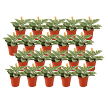 Kamerplant 20x Kalanchoe Beharensis - Pot Ø 5,5cm Hoogte ↕ 10cm