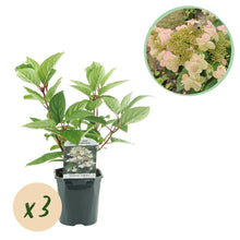 Buitenplant 3x Hydrangea panniculata 'Wims Red' - Bloeiend - Pot Ø 17cm Hoogte ↕ 50cm