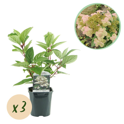 Buitenplant 3x Hydrangea panniculata 'Wims Red' - Bloeiend - Pot Ø 17cm Hoogte ↕ 50cm