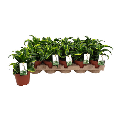 Kamerplant - Dracaena Tornado - Pot Ø 12cm Hoogte ↕ 22cm