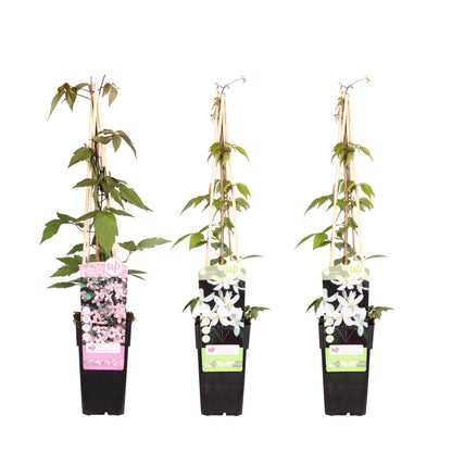 Buitenplant 3x Clematis Montana - Bloeiend - Pot Ø 15cm Hoogte ↕ 65cm