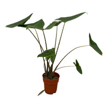 Kamerplant - Alocasia Zebrina - Pot Ø 21cm Hoogte ↕ 80cm