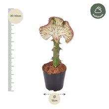 Kamerplant - Euphorbia lactea Cristata rood - Pot Ø 12cm Hoogte ↕ 35cm