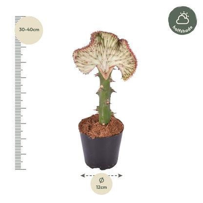 Kamerplant - Euphorbia lactea Cristata rood - Pot Ø 12cm Hoogte ↕ 35cm