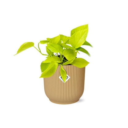 Kamerplant - Epipremnum Pinnatum 'Golden Pothos' - Pot Ø 14cm