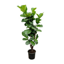 XL kamerplant - Ficus Lyrata vertakt - Pot Ø 24-27cm Hoogte ↕ 150cm