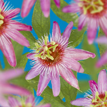 Buitenplant 2x Passiflora Anastasia - Bloeiend - Pot Ø 11cm Hoogte ↕ 40cm