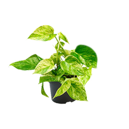 Kamerplant - Epipremnum Marble Queen (Scindapsus) - Pot Ø 15cm Hoogte ↕ 25cm