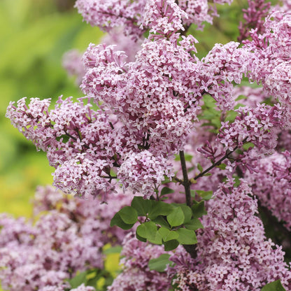 Buitenplant - Syringa meyeri 'Palibin' op stam - Winterhard - Pot Ø 19cm Hoogte ↕ 90cm