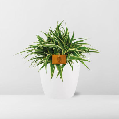 Kamerplant - Chlorophytum Ocean - Pot Ø 16cm Hoogte ↕ 15cm