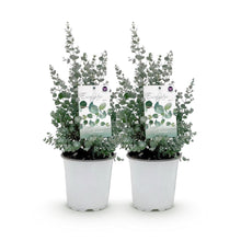 Buitenplant 2x Eucalyptus gunnii - Winterhard - Pot Ø 17cm Hoogte ↕ 40cm